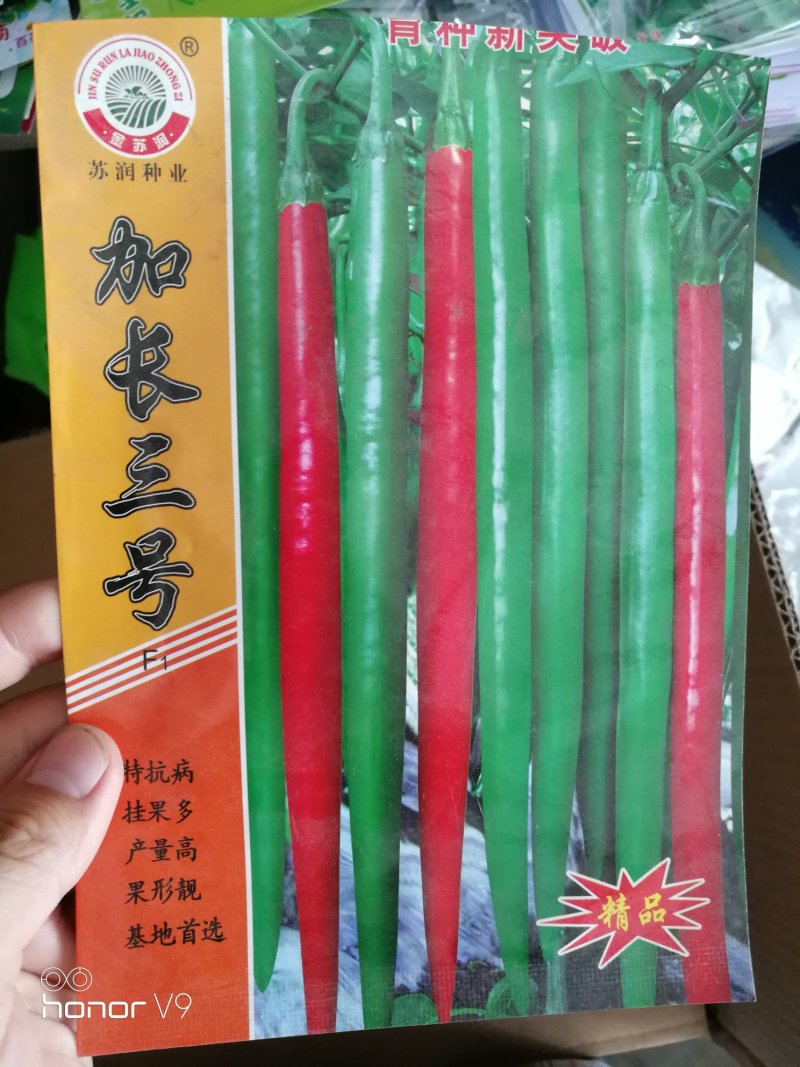 线椒种子泡椒种子黄皮椒