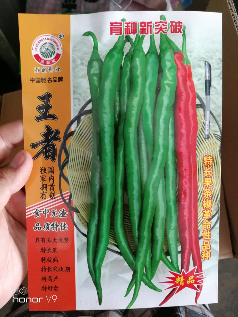 线椒种子泡椒种子黄皮椒