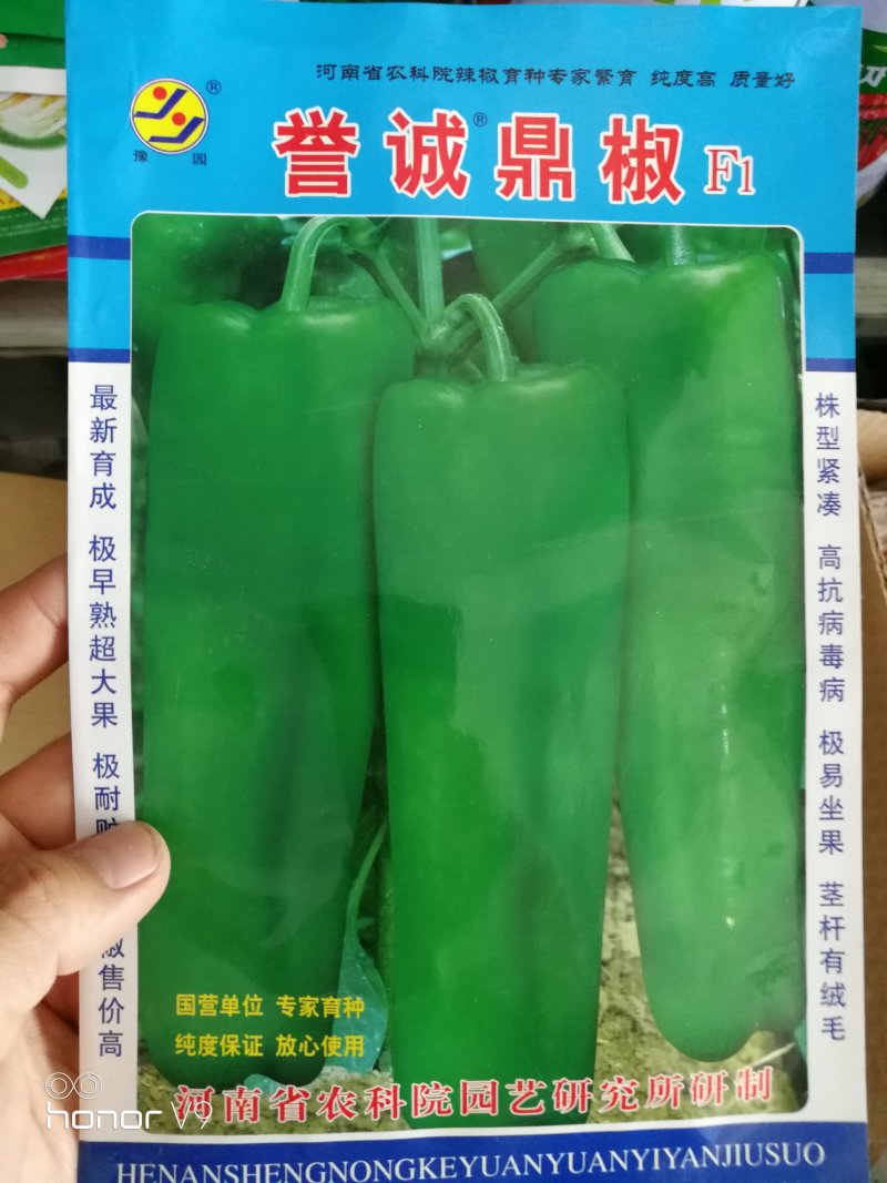 线椒种子泡椒种子黄皮椒