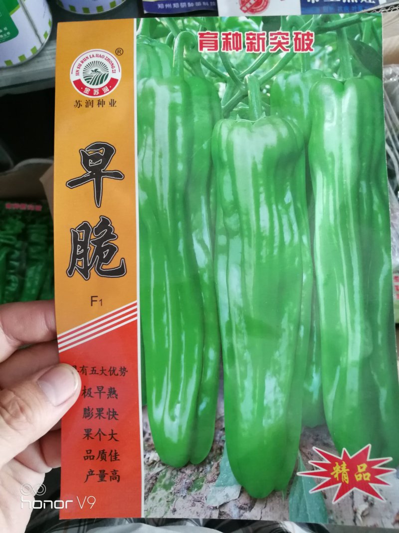 线椒种子泡椒种子黄皮椒