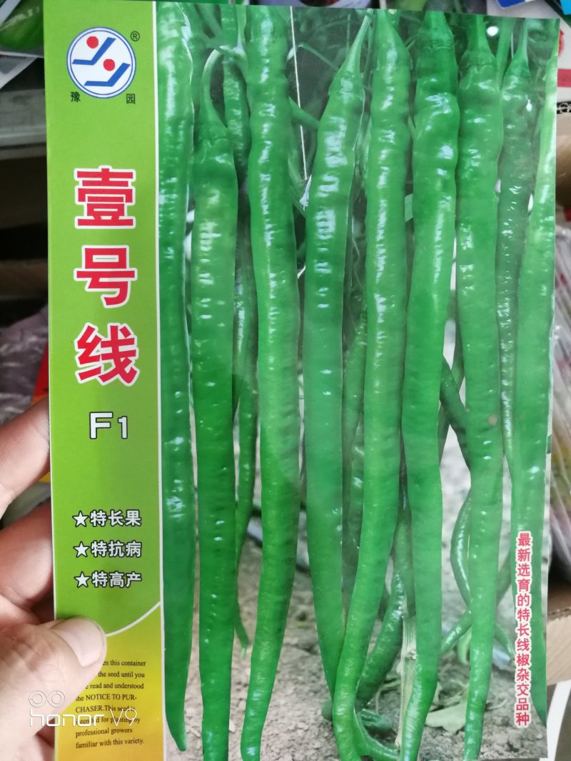 线椒种子泡椒种子黄皮椒