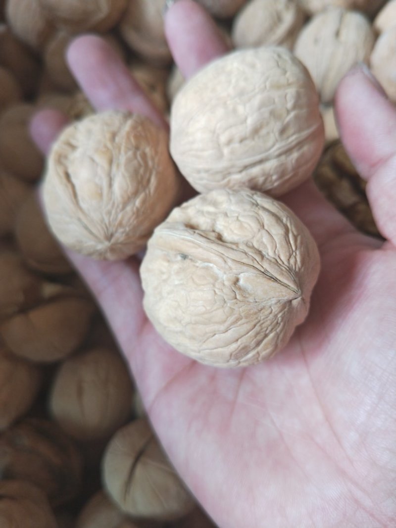 新疆185纸皮核桃5斤包邮