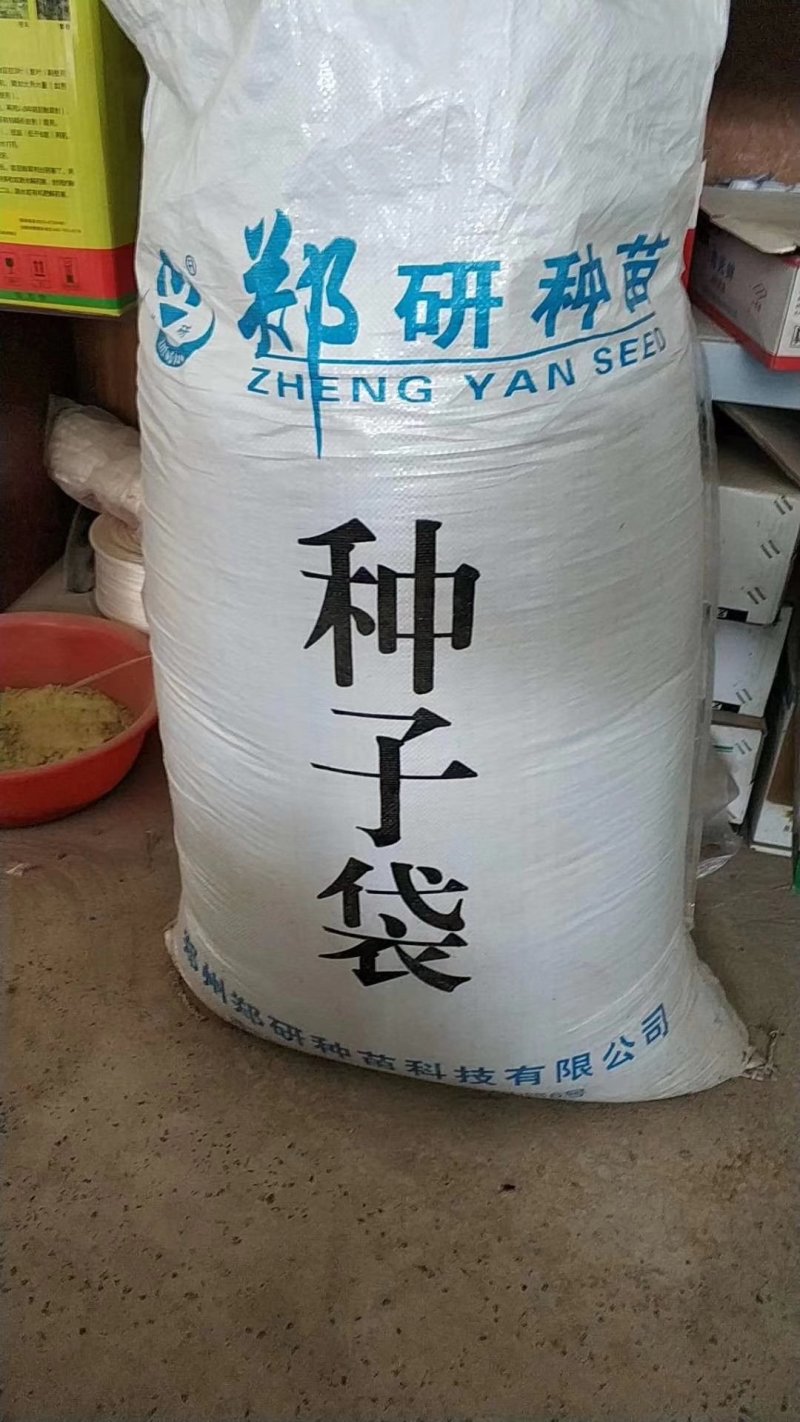 【优质】大黑圆叶丹麦原种秋季种植耐寒抗病品质好红根菠