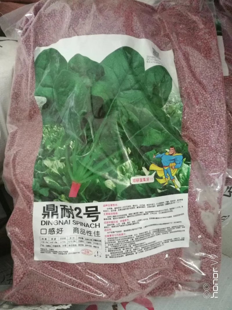 【优质】大黑圆叶丹麦原种秋季种植耐寒抗病品质好红根菠