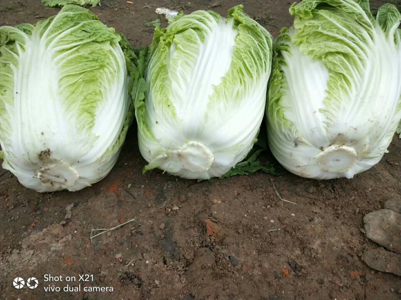 白菜