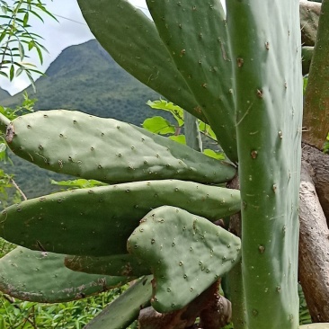 仙人掌