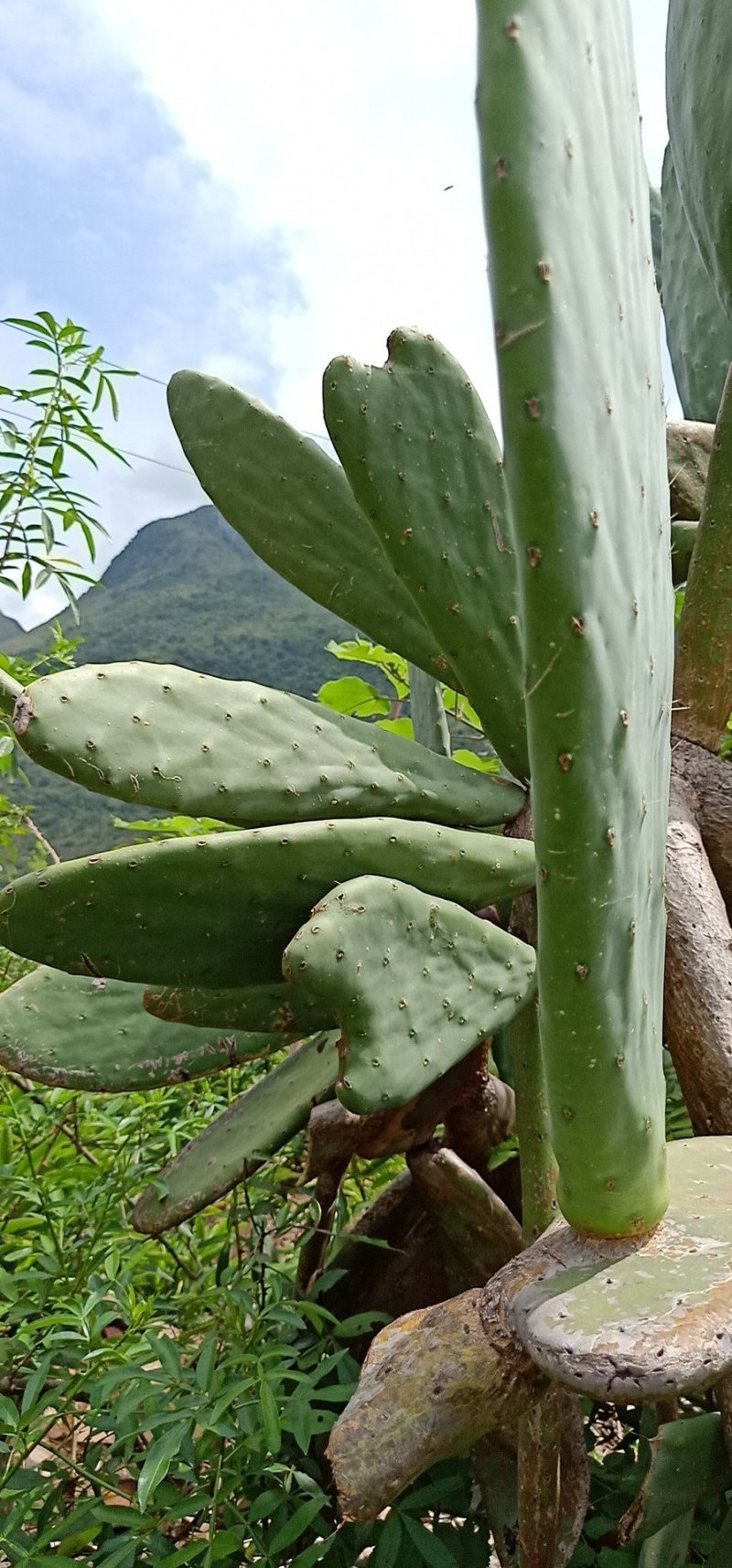 仙人掌