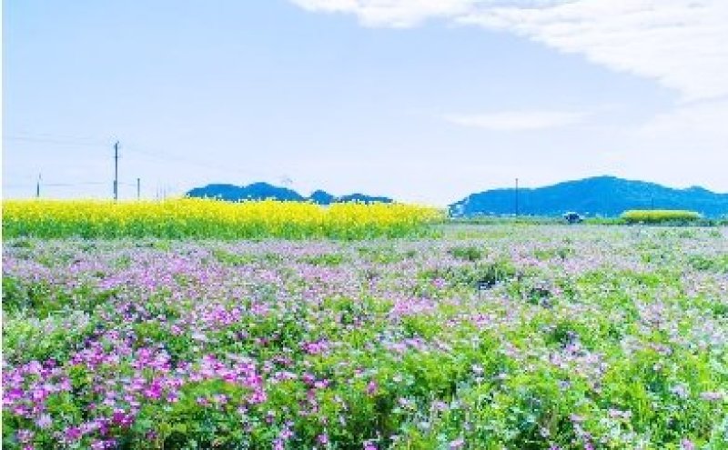 紫云英种子蜜源植物绿肥牧草花海可货到付款