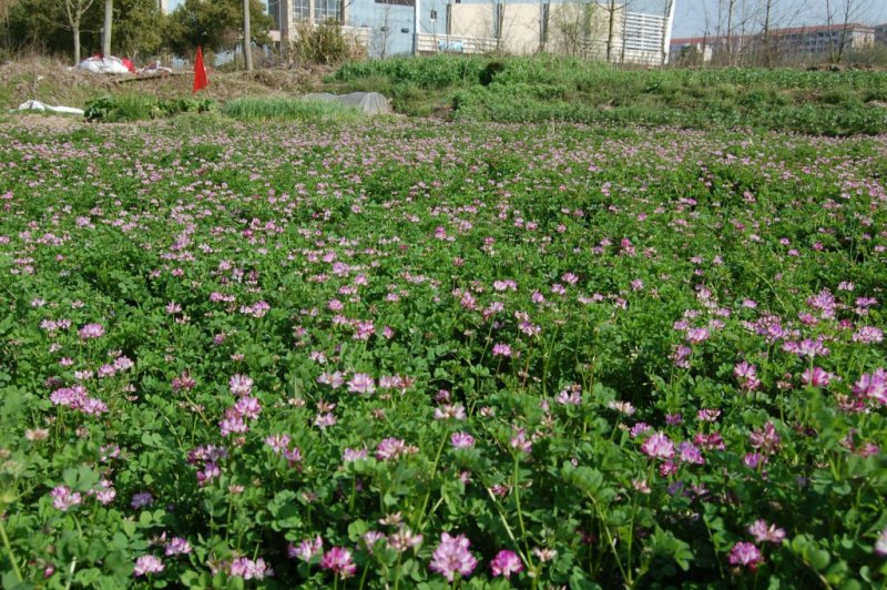 紫云英种子蜜源植物绿肥牧草花海可货到付款