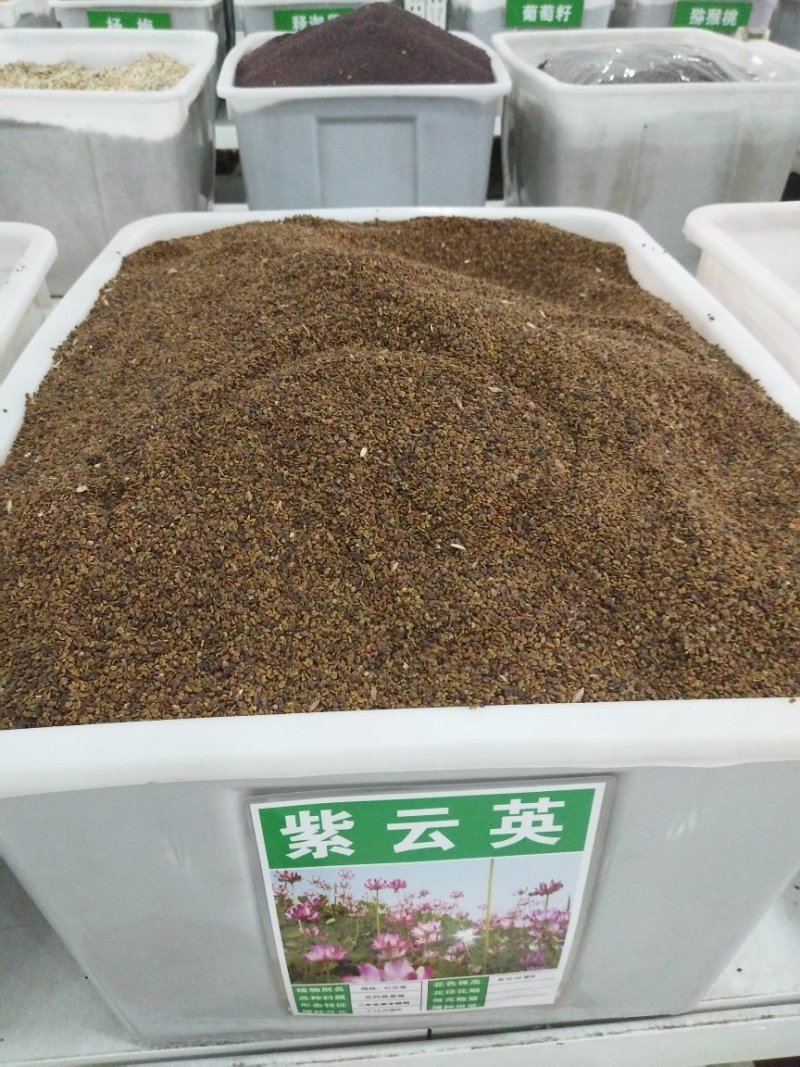 紫云英种子蜜源植物绿肥牧草花海可货到付款