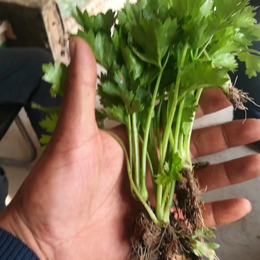 优质芹菜苗