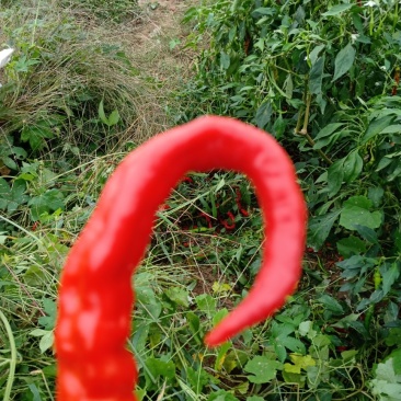 辣子