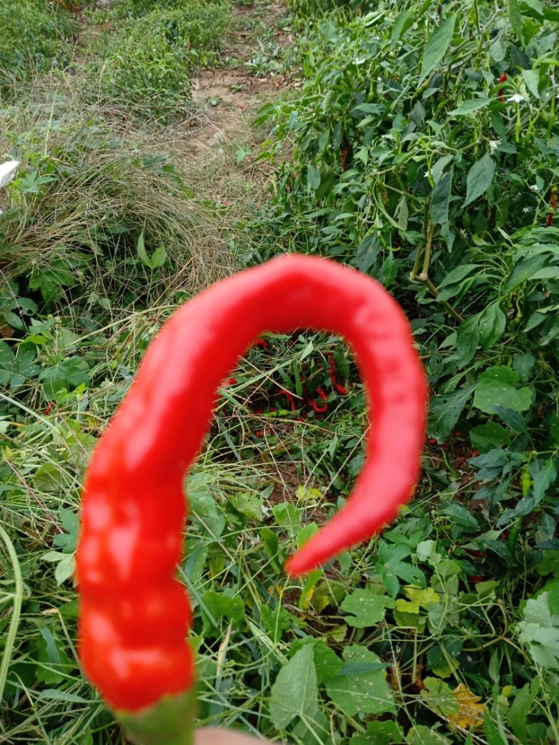 辣子