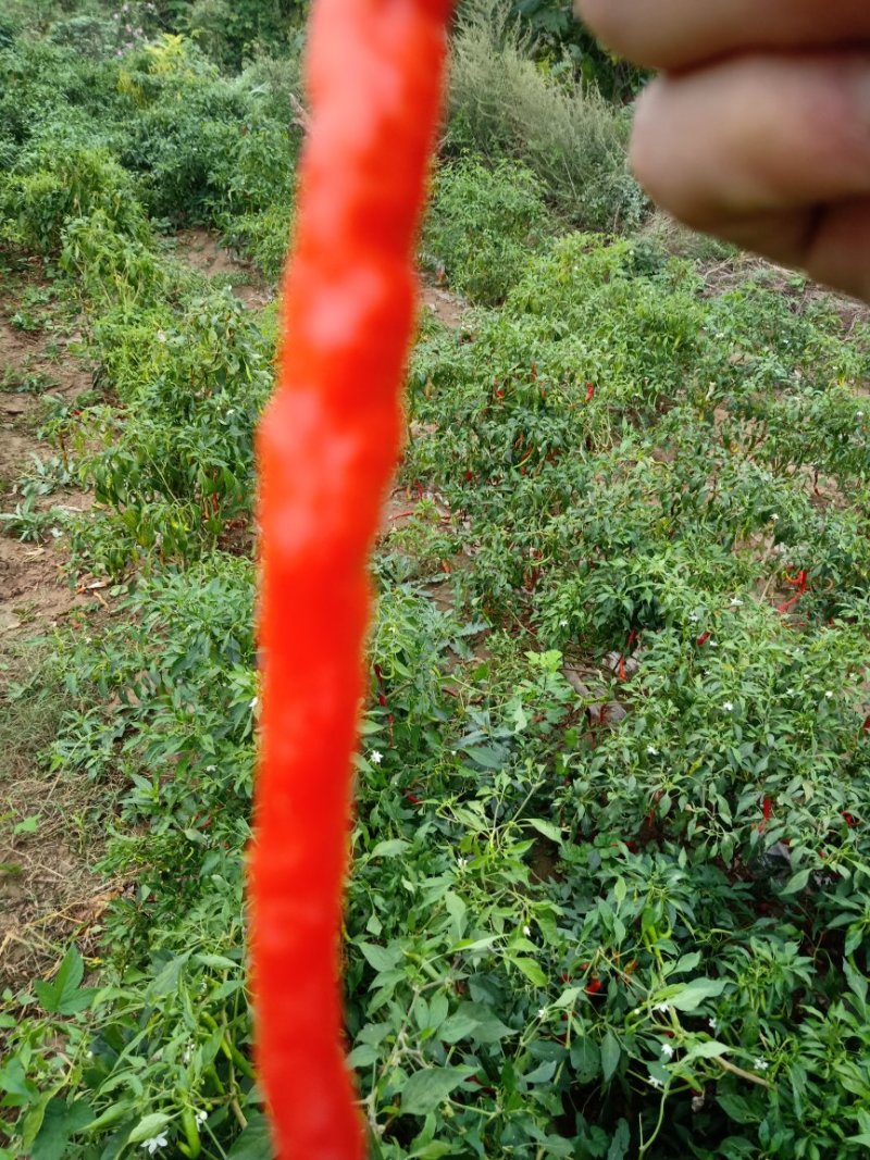 辣子