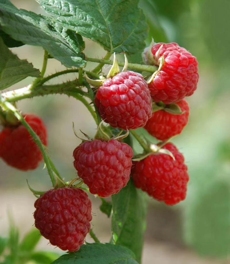 双季树莓苗基地直发。价格低。成活率高。服务好量大优惠。