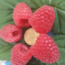 双季树莓苗基地直发。价格低。成活率高。服务好量大。