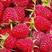 双季树莓苗基地直发。价格低。成活率高。服务好量大优惠。