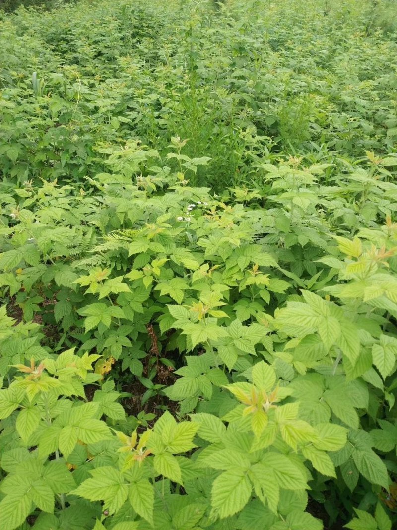 双季树莓苗基地直发。价格低。成活率高。服务好量大优惠。