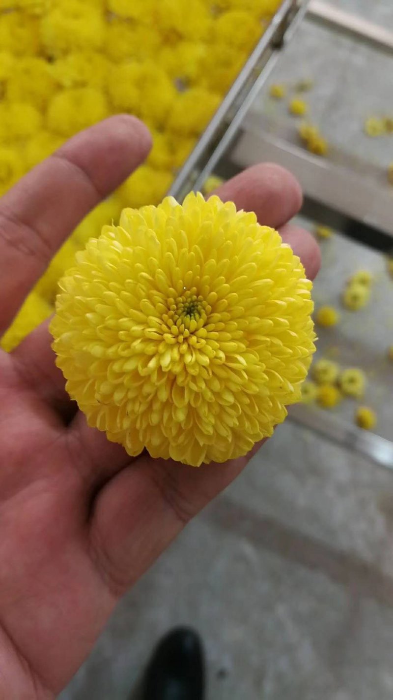 不是所有的菊花都可以饮用的郦邑有机贡菊为您的健康服务