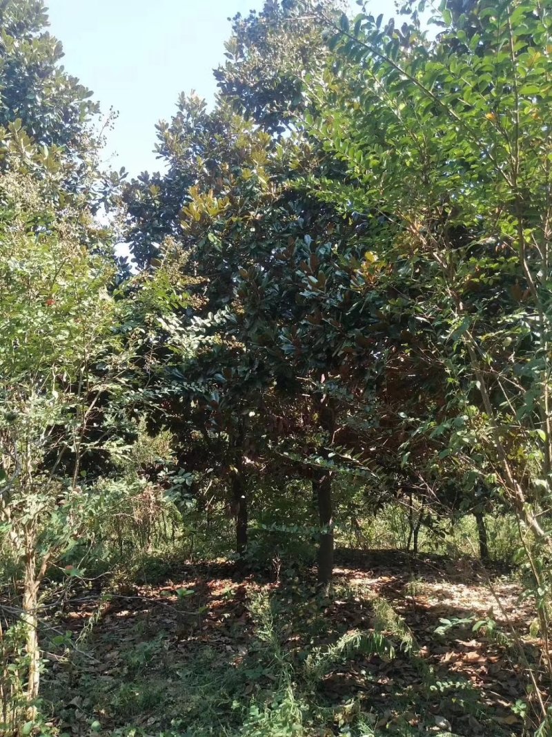 广玉兰