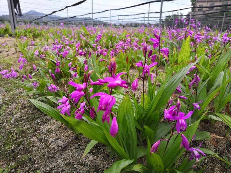 白芨种苗