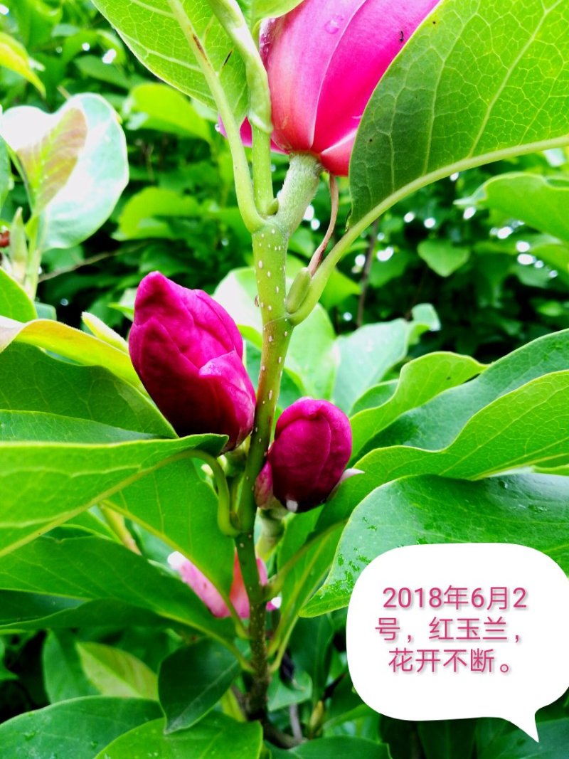玉兰树娇红一号红花玉兰嫁接苗开花早
