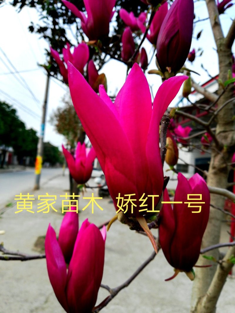 玉兰树娇红一号红花玉兰嫁接苗开花早