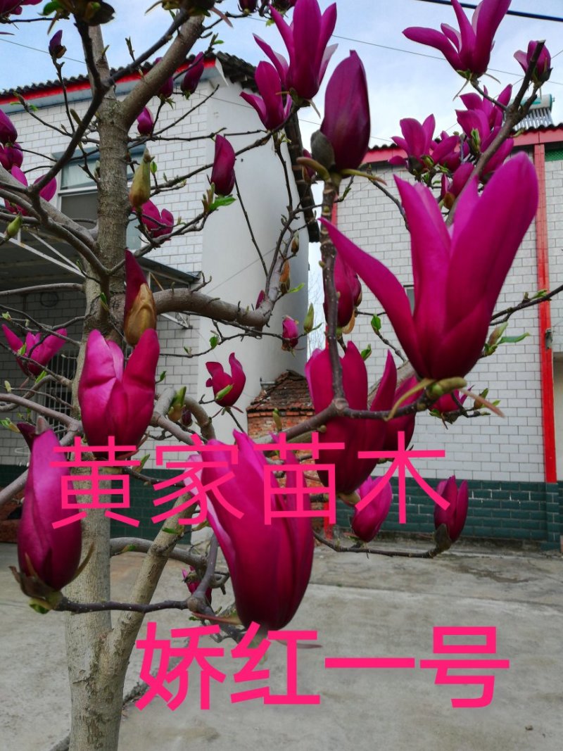 玉兰树娇红一号红花玉兰嫁接苗开花早