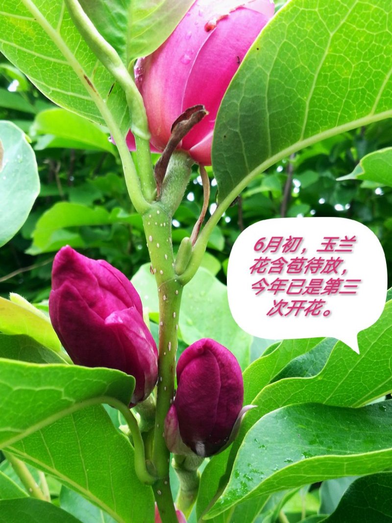玉兰树娇红一号红花玉兰嫁接苗开花早