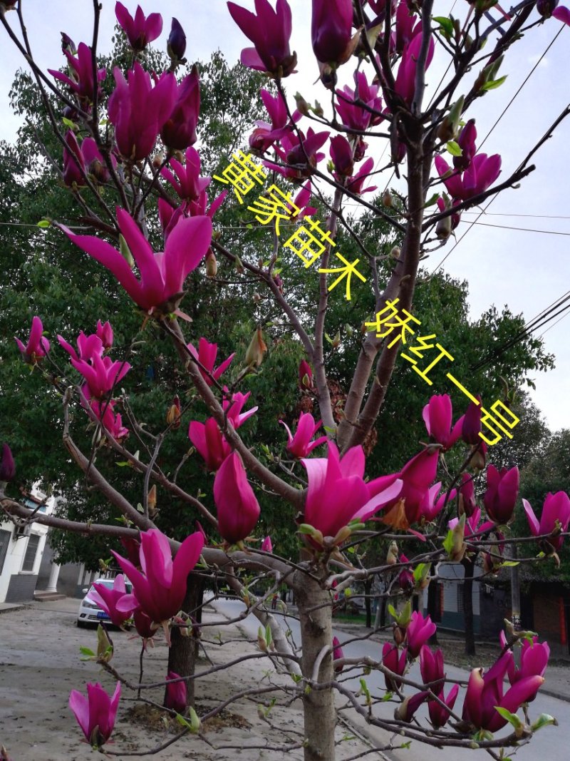 玉兰树娇红一号红花玉兰嫁接苗开花早