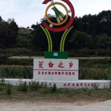茭白老根种苗小单费事费工种苗价格高一点