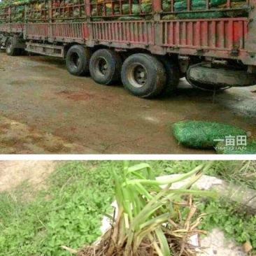 大荔县优质黄花菜种苗。