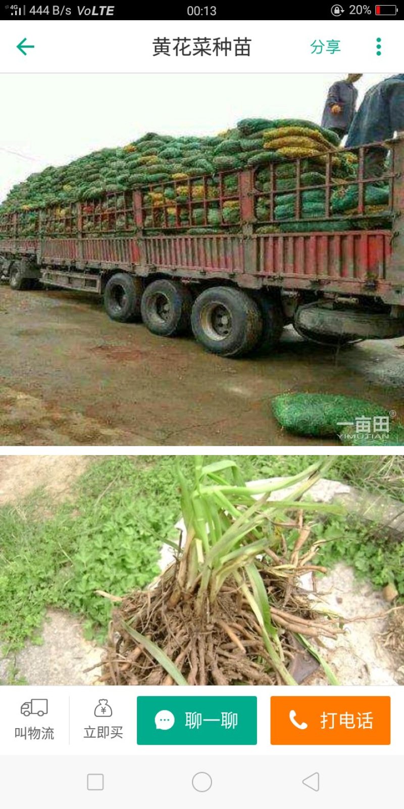 大荔县优质黄花菜种苗。