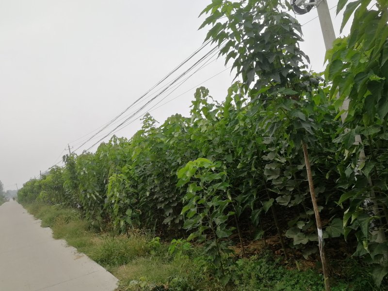 梓树楸树基地