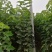 梓树楸树基地