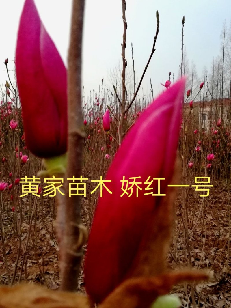 玉兰树娇红一号红花玉兰嫁接苗开花早