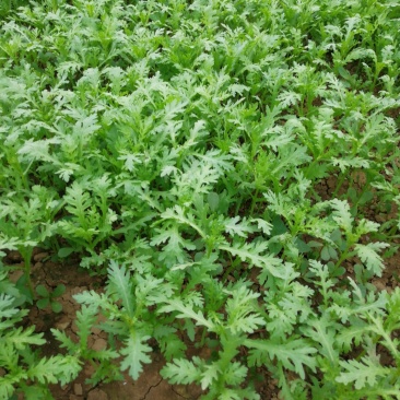 茼蒿..36o天有货