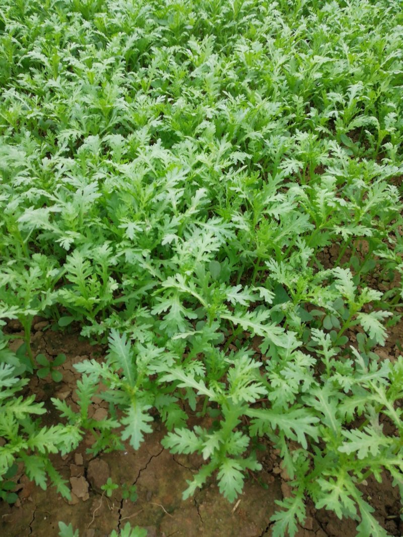 茼蒿..36o天有货
