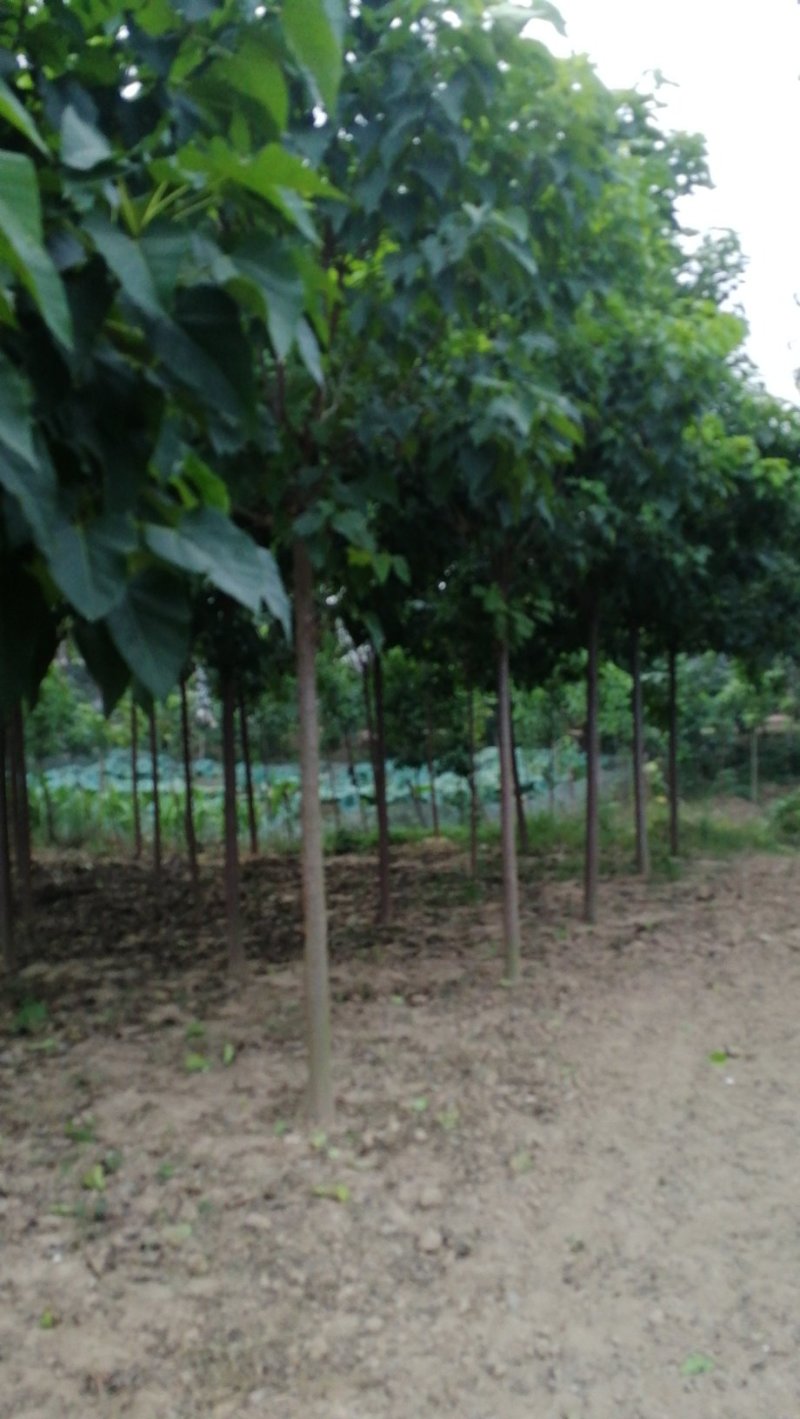 梓树楸树基地
