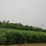 梓树楸树基地