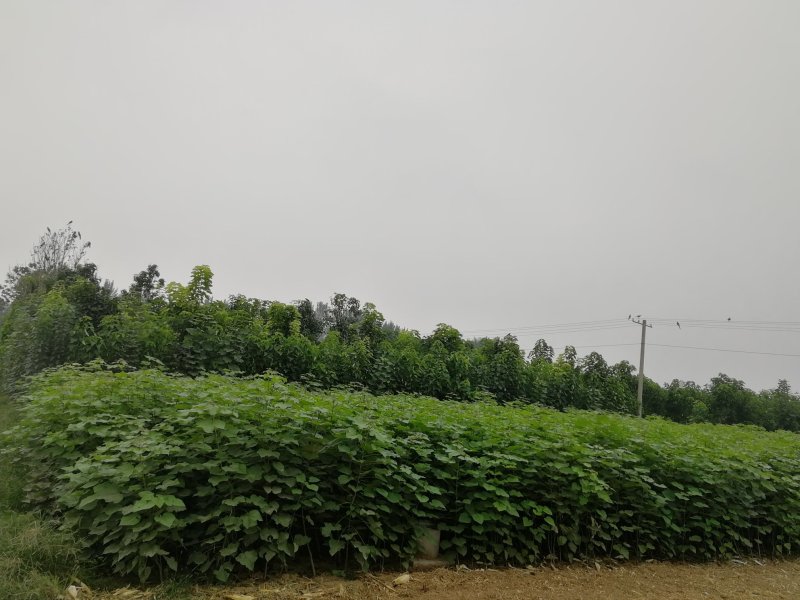 梓树楸树基地