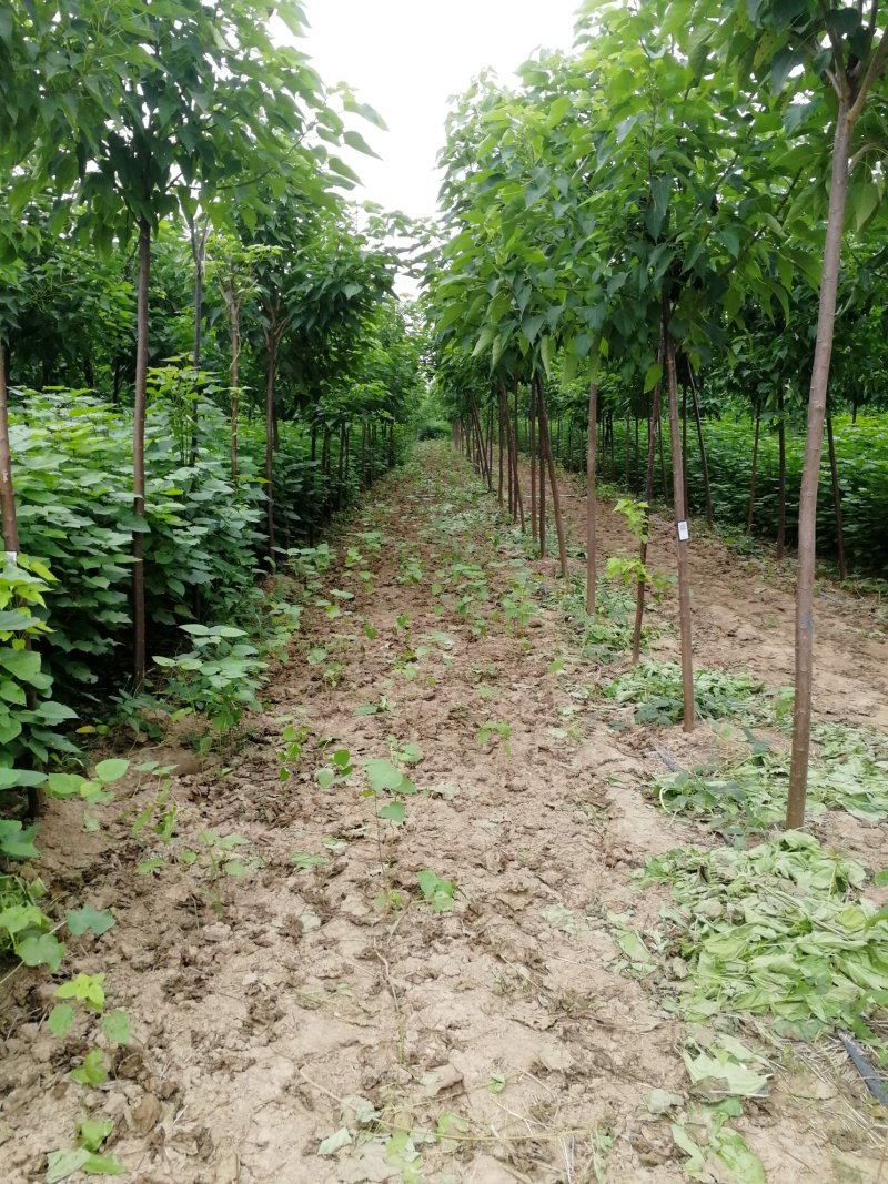 梓树楸树基地