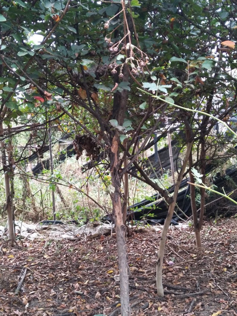 百日红树苗