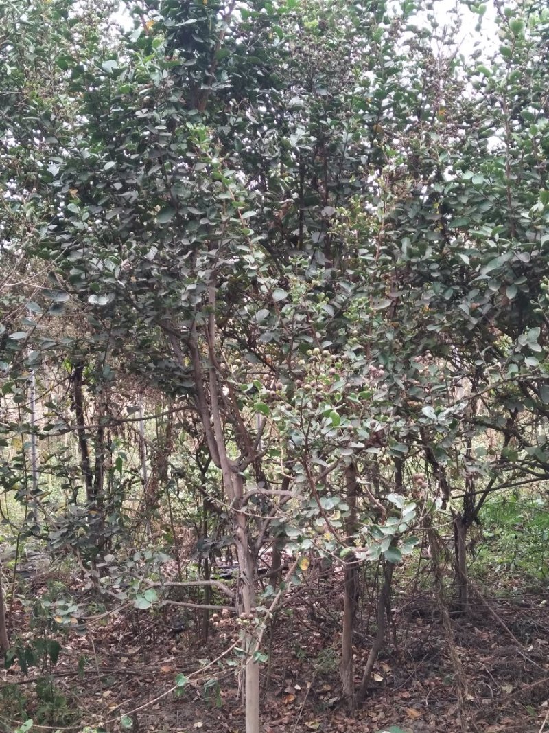 百日红树苗