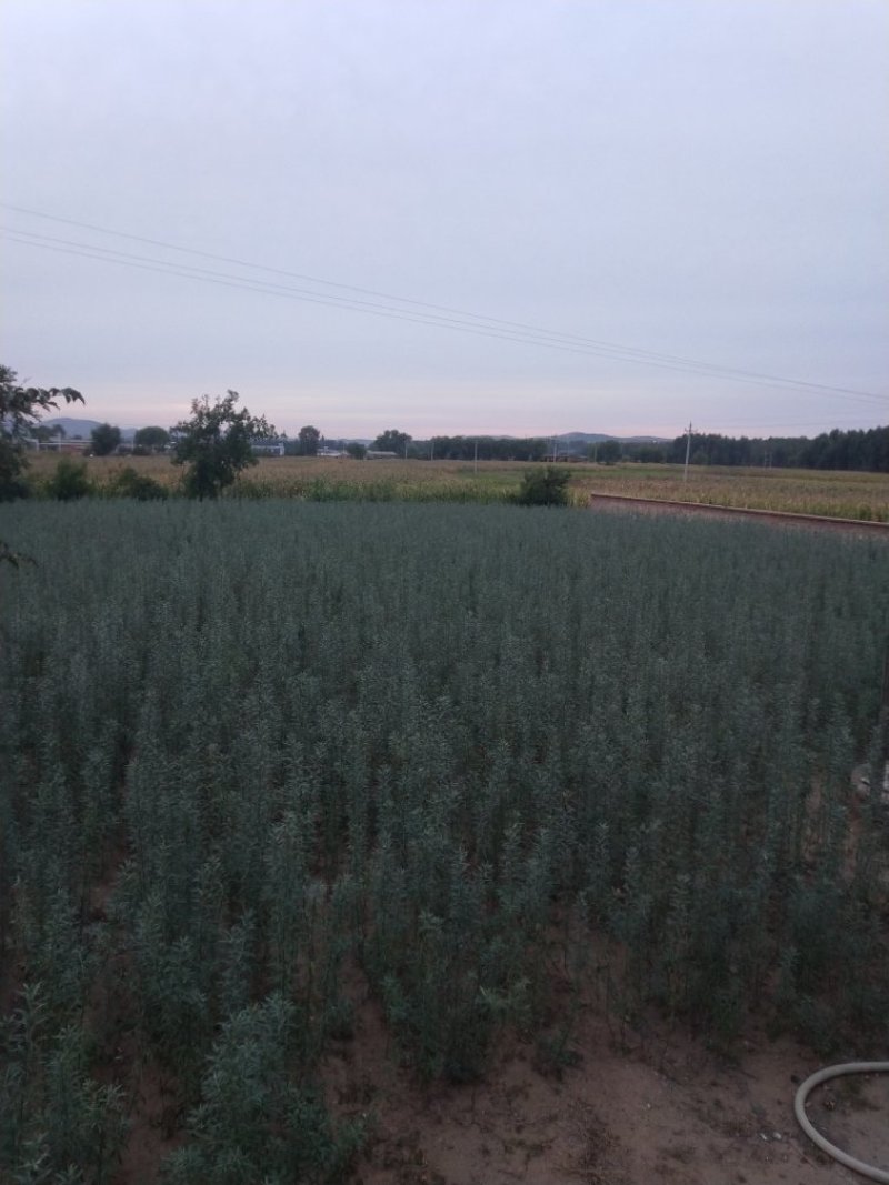 沙棘树苗