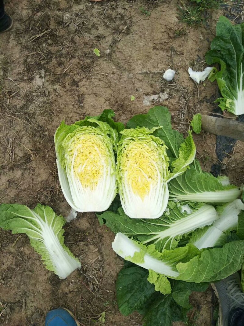 辽宁凌海黄心大白菜上市中，品种多，欢迎大家前来