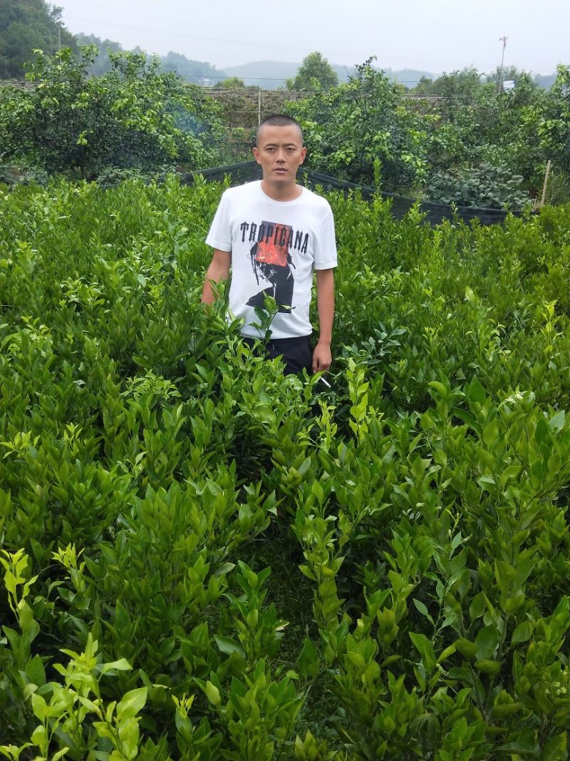 爱媛38号苗
