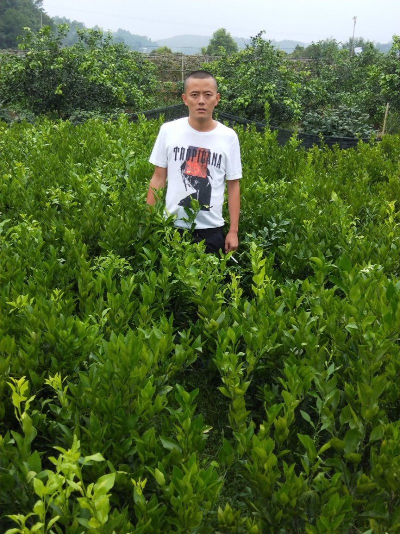 爱媛38号苗