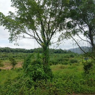 小叶榕