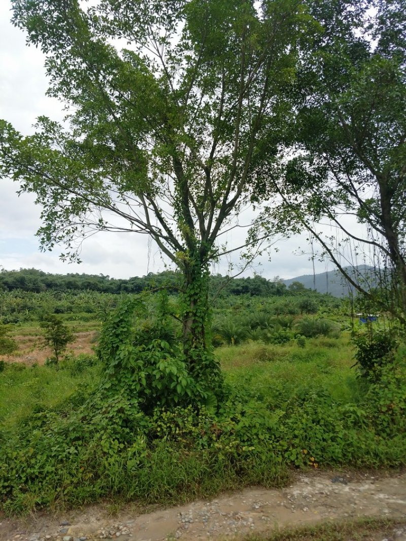 小叶榕